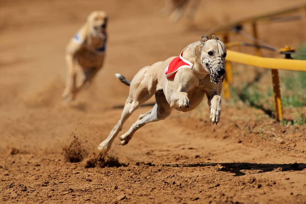 Hunderennen Wetten Tipps